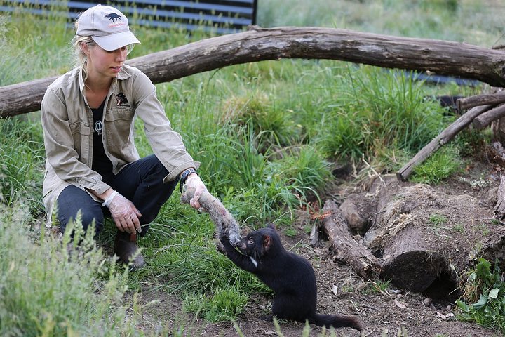 After Dark Tasmanian Devil Feeding Tour at Cradle Mountain