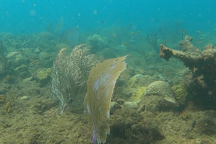 Coral Reef Snorkel Adventure with Photos and Videos