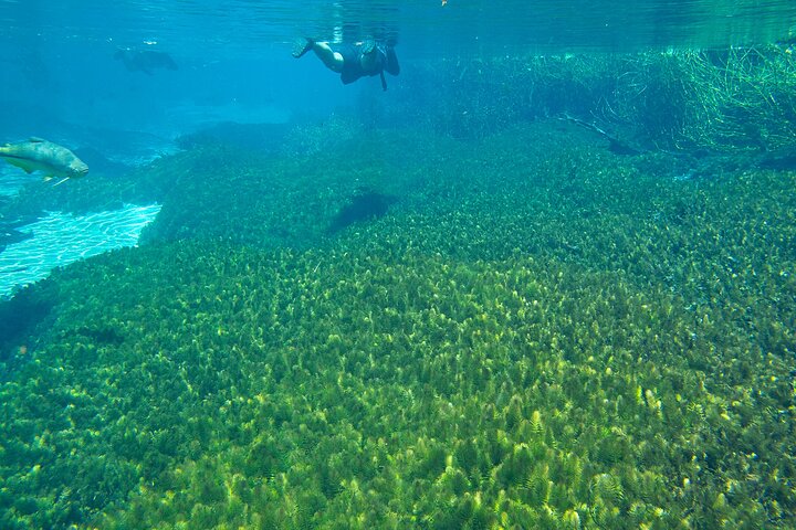 Snorkeling Rio Da Prata Tour