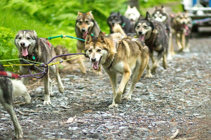 Turning Heads Kennel Dogsledding Experience & Tour