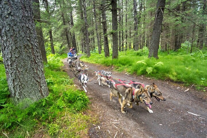 Turning Heads Kennel Dogsledding Experience & Tour