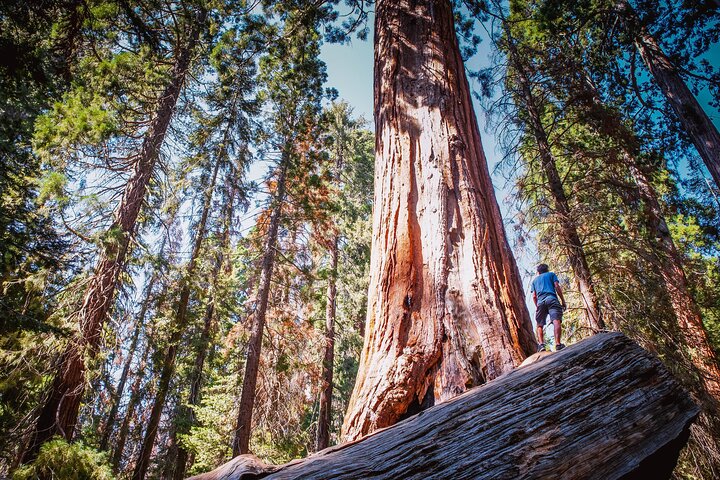 Private Guided Hiking Tour - Sequoia National Park