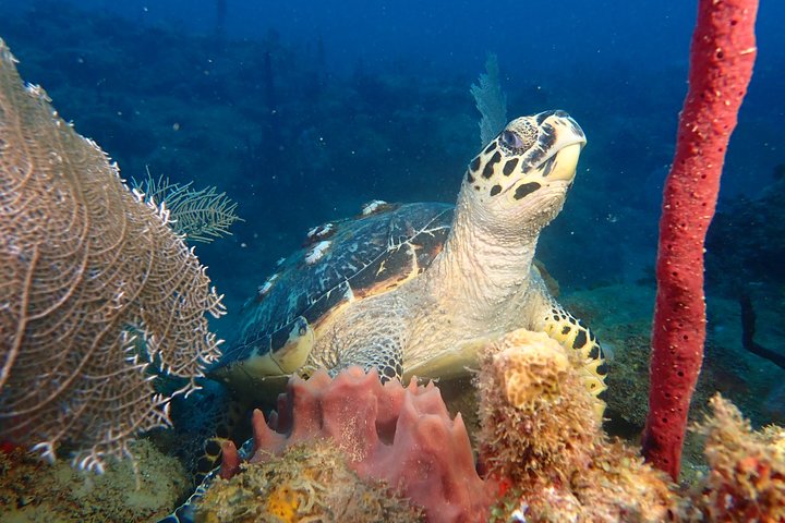 Experience Scuba Diving / NO certification Needed