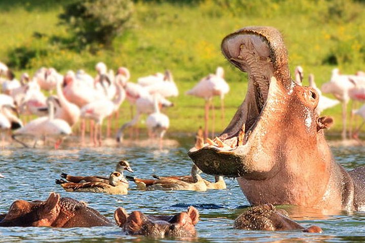 Full-Day Tour to Hell's Gate and Lake Naivasha from Nairobi