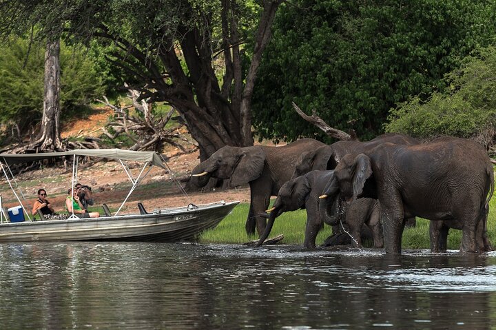 Chobe Day Trip, Botswana Ex Victoria falls or Livingstone