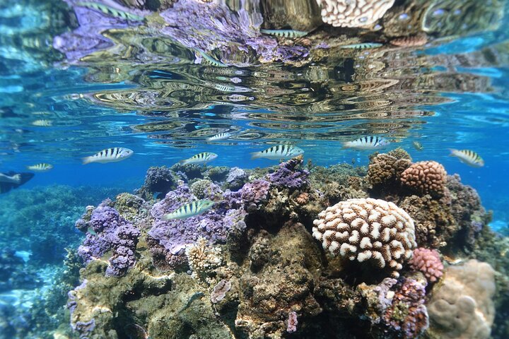 Sea Scooter Jet Snorkeling : Swim with Turtles, Rays & Sharks