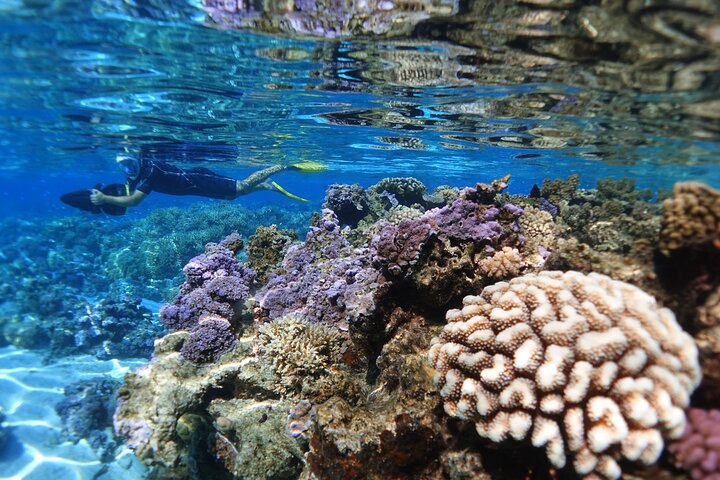 Sea Scooter Jet Snorkeling : Swim with Turtles, Rays & Sharks