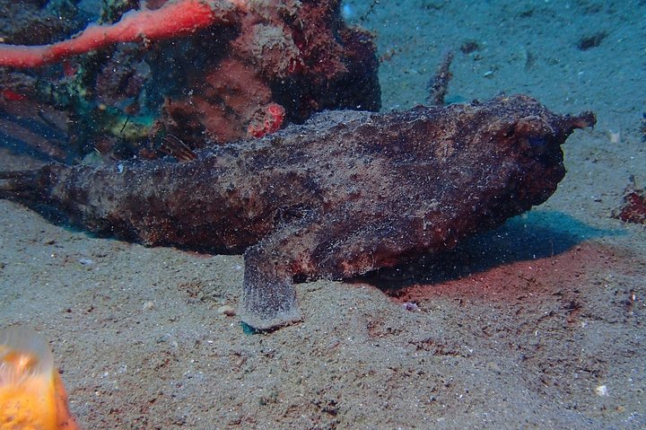 Champagne Reef, Bubble Beach and Scotts Head Snorkeling tour by boat in Dominica