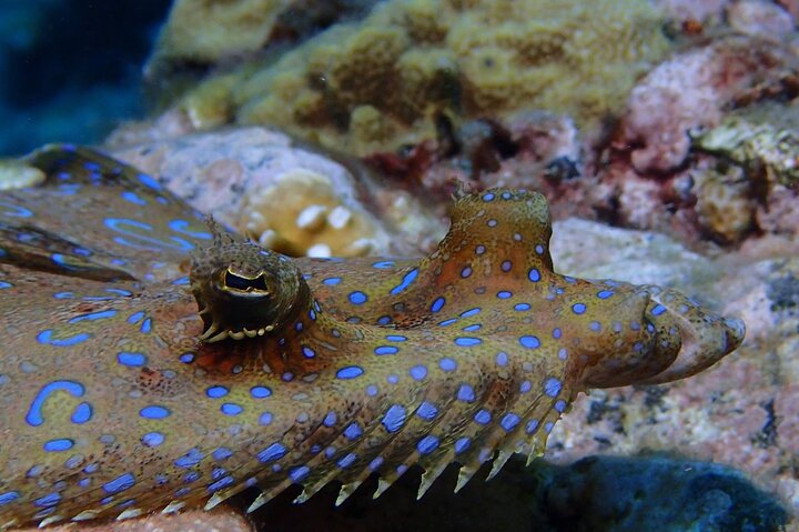 Champagne Reef, Bubble Beach and Scotts Head Snorkeling tour by boat in Dominica
