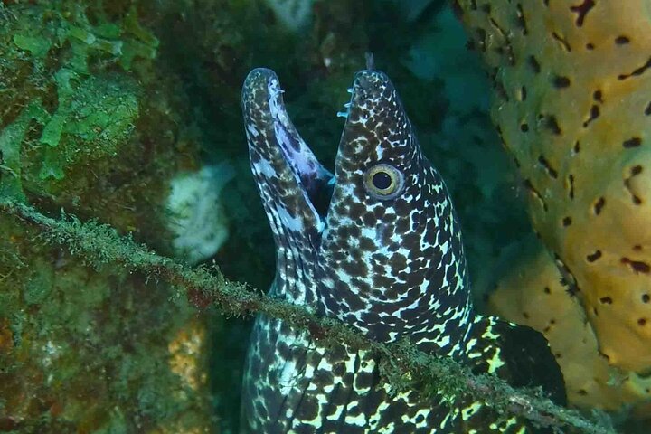 Champagne Reef, Bubble Beach and Scotts Head Snorkeling tour by boat in Dominica