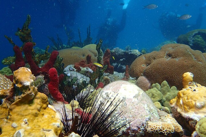 Champagne Reef, Bubble Beach and Scotts Head Snorkeling tour by boat in Dominica