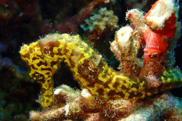 Champagne Reef, Bubble Beach and Scotts Head Snorkeling tour by boat in Dominica