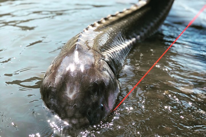 Sturgeon fishing on the Fraser river