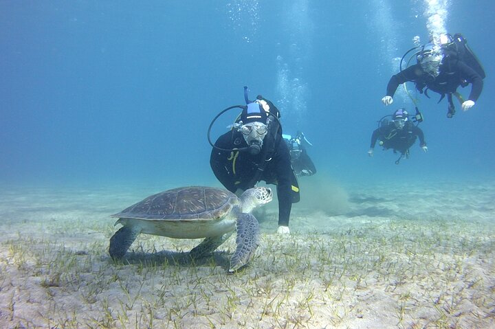 Scuba Diving Beginner's Session in Costa Adeje