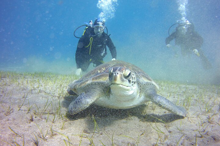 Scuba Diving Beginner's Session in Costa Adeje