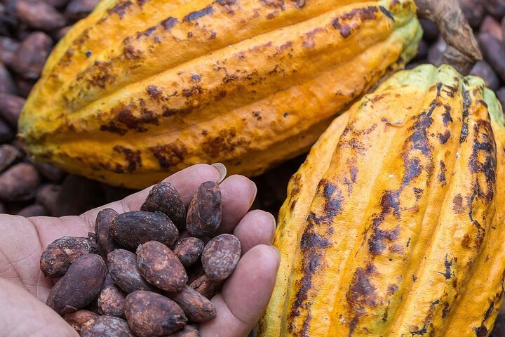 From Cacao to Chocolate: Private Tour in Manta