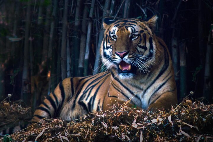 Tiger & Temple