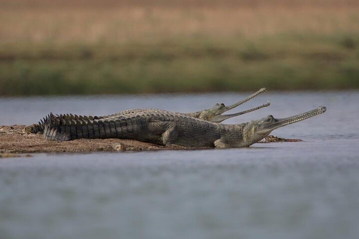 Full-Day Tour to Alligator Eco Park in Morena from Gwalior