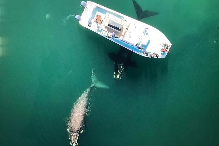 Whale Watching from Gansbaai