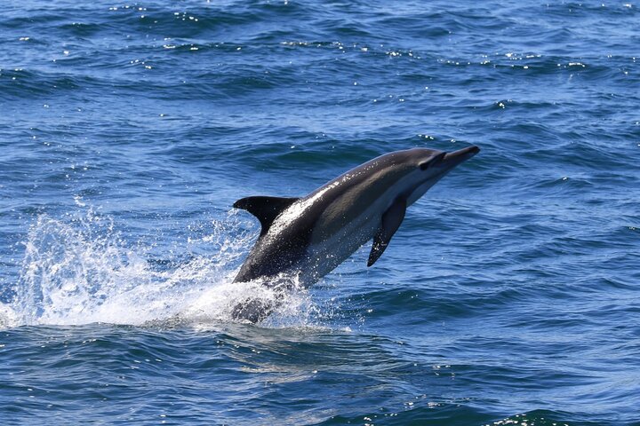 Whale Watching from Gansbaai