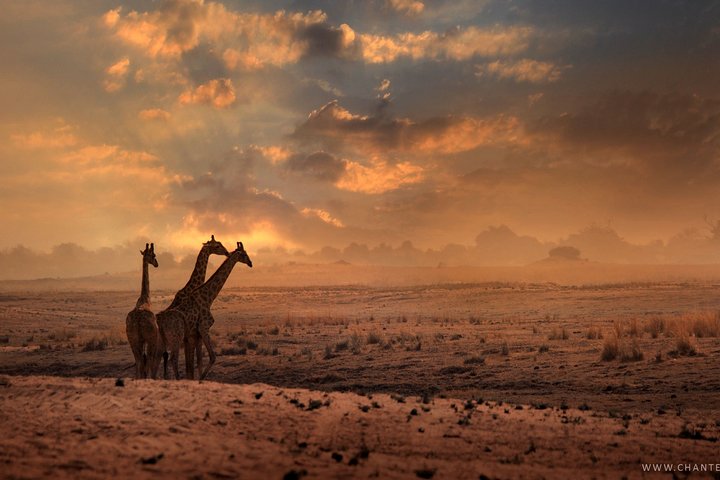 2 Nights 3 Days Chobe Safari ex Livingstone/ Victoria Falls
