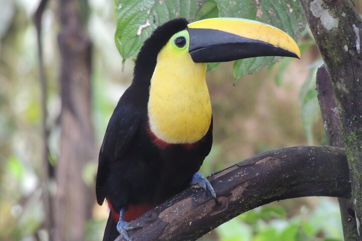 Mindo Cloud Forest Private Day Tour