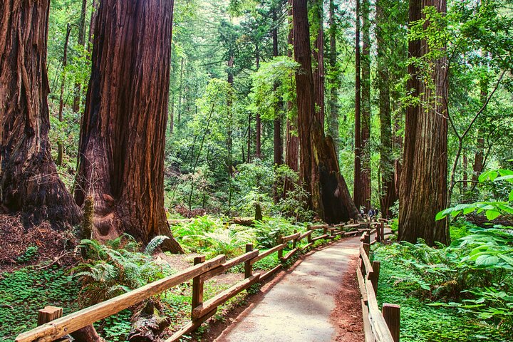 Muir Woods and Sausalito Half Day Tour