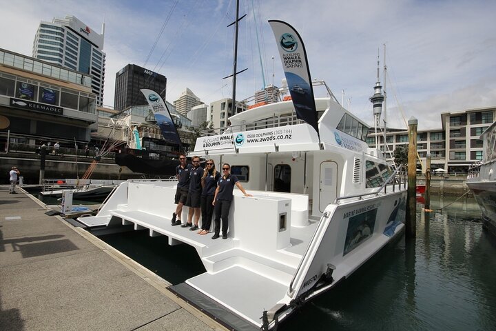 Auckland Dolphin and Whale Watching Eco-Safari Cruise