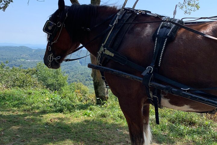 Horse and Carriage Ride through Moses H. Cone Park