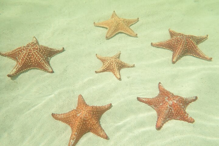 Starfish Point, Stingray City & Coral Garden (3-STOP Adventure)