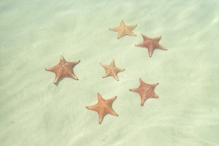 Starfish Point, Stingray City & Coral Garden (3-STOP Adventure)