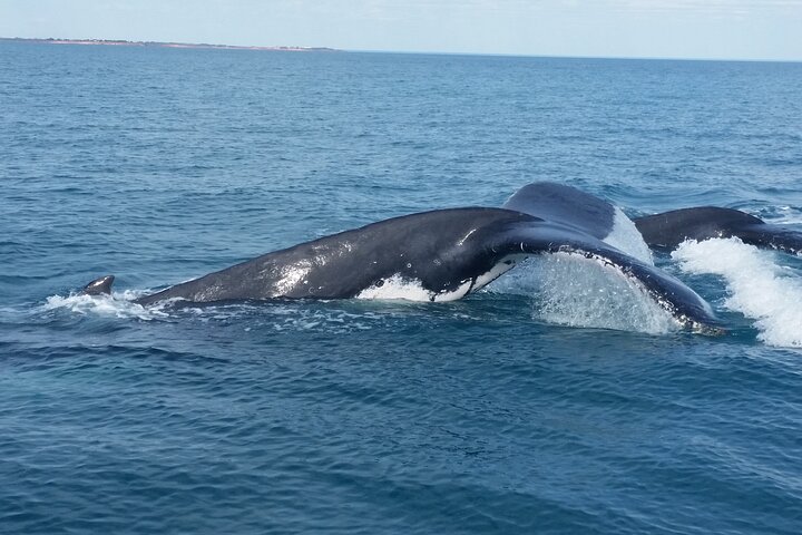 AOC Whale Watching from Broome