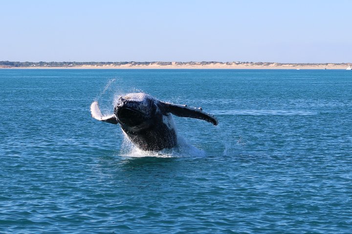 AOC Whale Watching from Broome