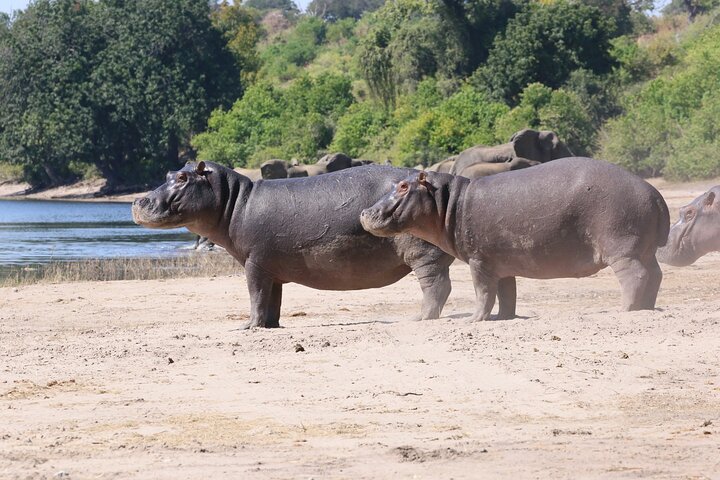 Chobe Day Trip, Botswana Ex Victoria falls or Livingstone