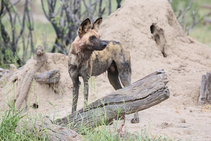 Chobe Day Trip, Botswana Ex Victoria falls or Livingstone