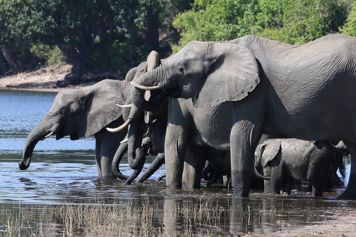Chobe Day Trip, Botswana Ex Victoria falls or Livingstone