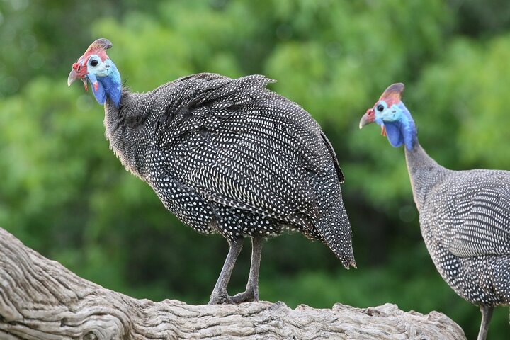 Chobe Day Trip, Botswana Ex Victoria falls or Livingstone