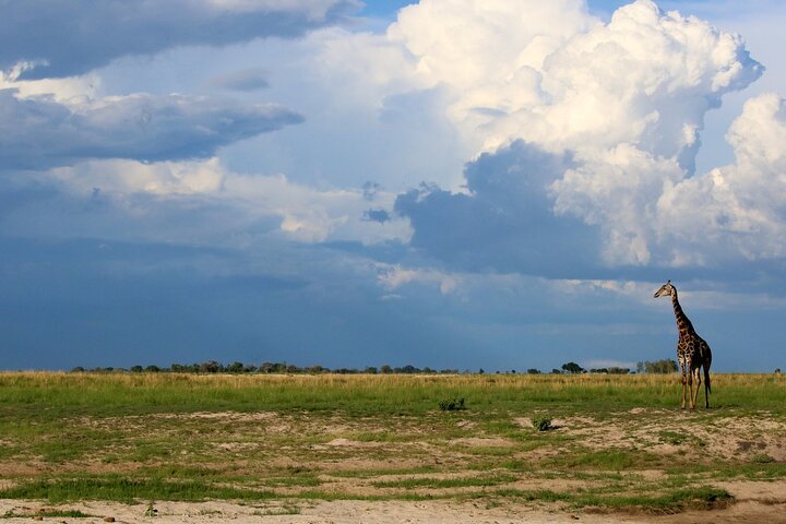 Chobe Day Trip, Botswana Ex Victoria falls or Livingstone