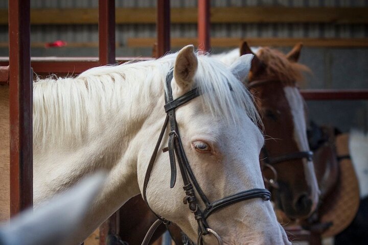 Beach & countryside horse riding outside Westport. Guided. 1 hour