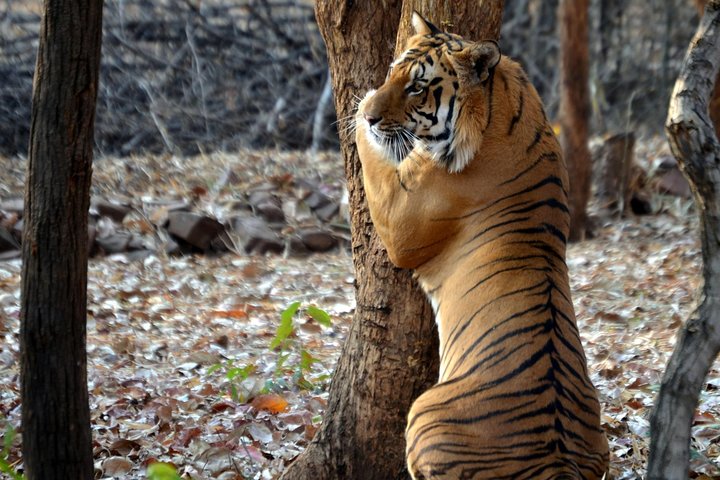 Nagpur to Pench, Satpura & Kanha National Park, Tiger Safari Tour