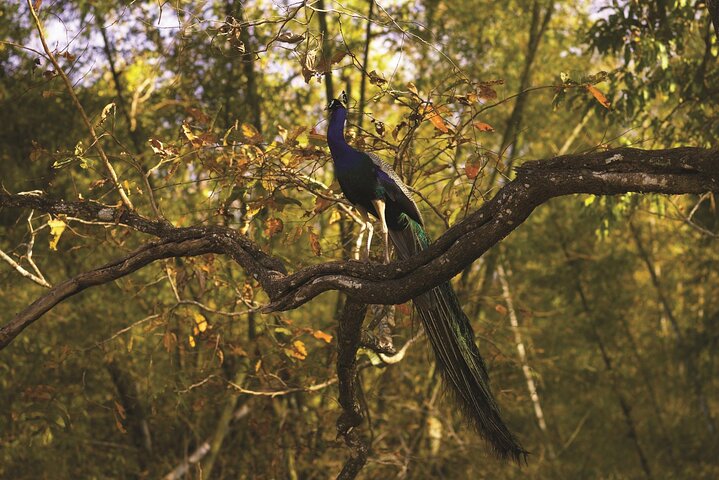 Nagpur to Pench, Satpura & Kanha National Park, Tiger Safari Tour