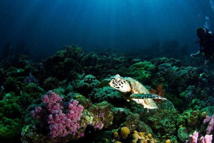 Open Water Diver Course