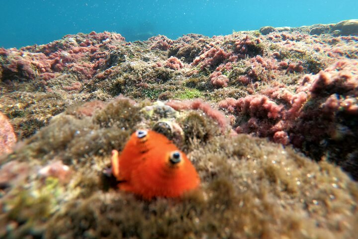 [Phu Quoc] Private Speedboat & Short-Snorkel: South Hidden Reefs