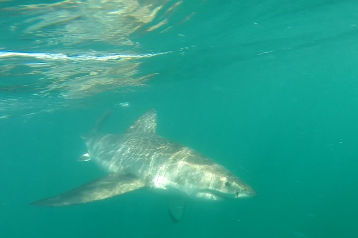 Half-Day White Shark Cage Diving from Gansbaai