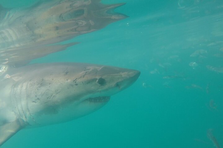 Half-Day White Shark Cage Diving from Gansbaai