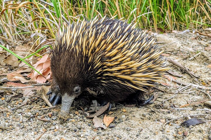 WILD Wombat and Kangaroo Day Tour, All Inclusive