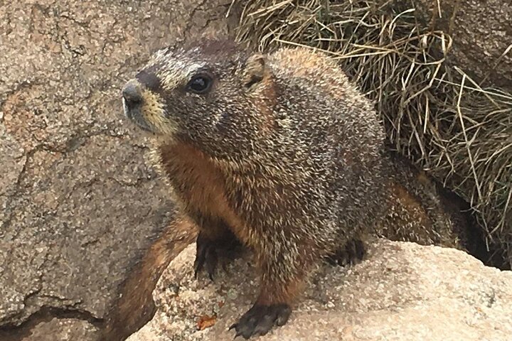 Rocky Mountain National Park in Summer Tour from Denver