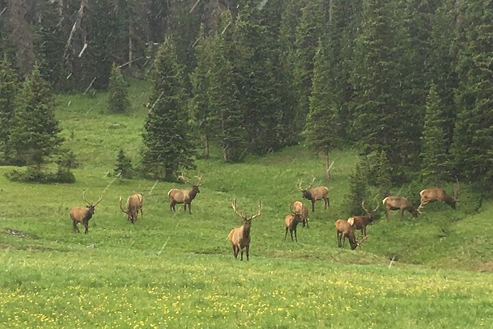 Rocky Mountain National Park in Summer Tour from Denver