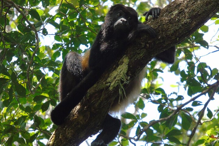 Cruiseline Excursion Colon: Rainforest, San Lorenzo Fort and Canal Expansion