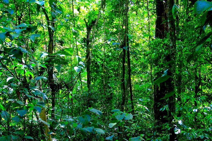 Cruiseline Excursion Colon: Rainforest, San Lorenzo Fort and Canal Expansion